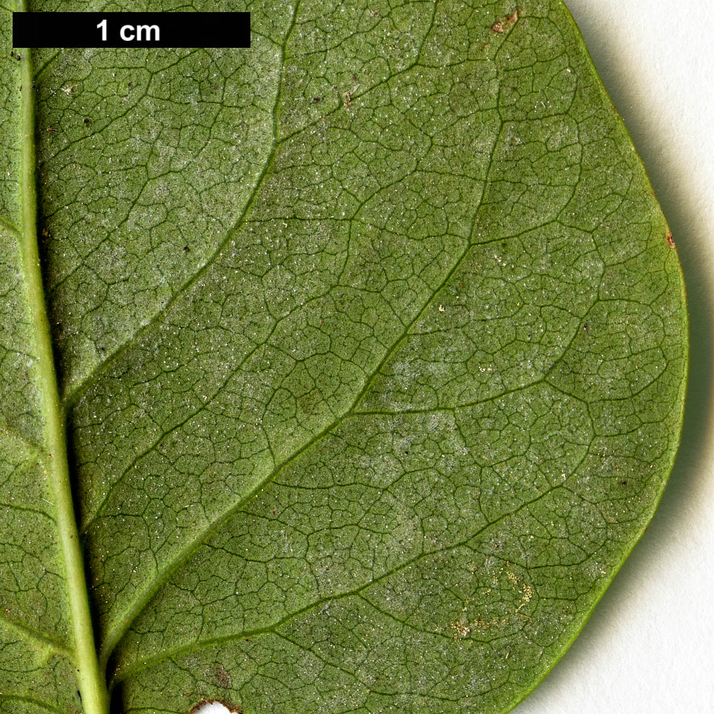 High resolution image: Family: Oleaceae - Genus: Syringa - Taxon: ×hyacinthifolia (S. oblata × S. vulgaris)